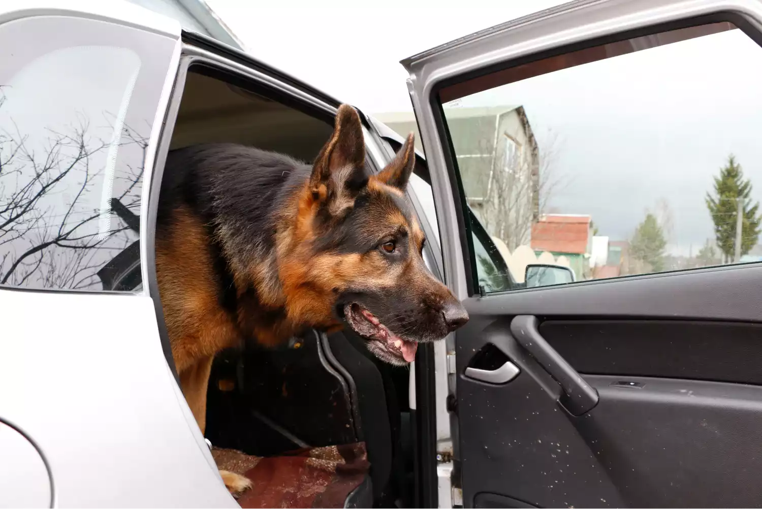 Nissan Maxima Dog Safety Belt for German Shepherd Dogs