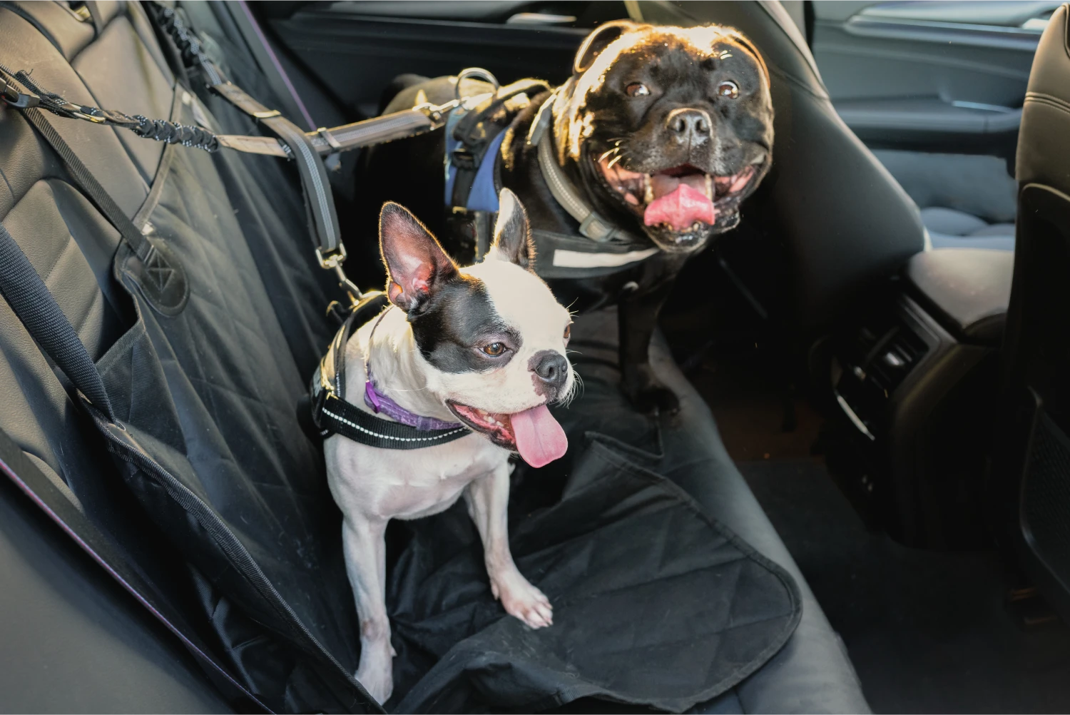 Nissan Maxima Dog Safety Belt for German Shepherd Dogs