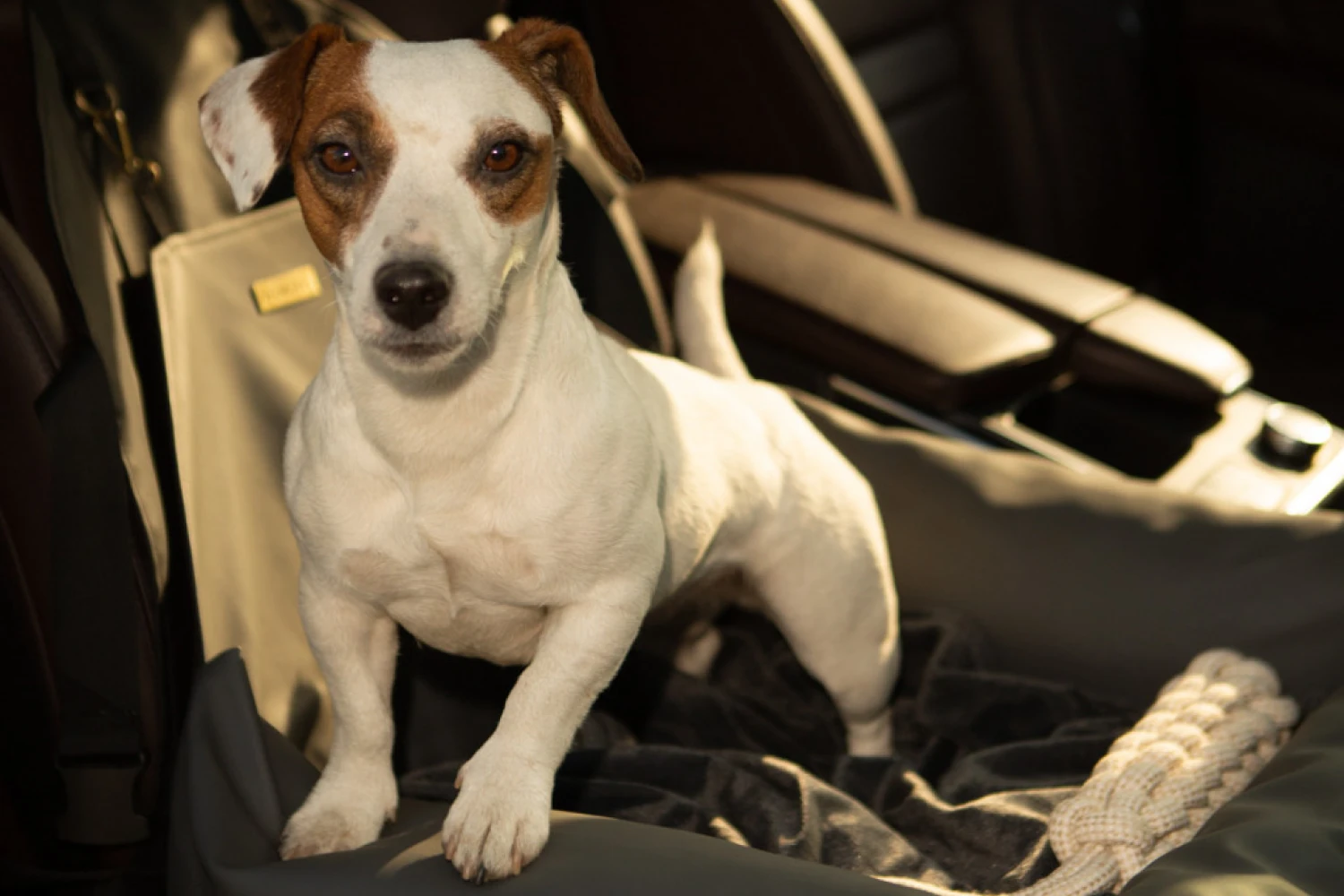 Tesla Model Y Dog Car Seat for Miniature Bull Terriers